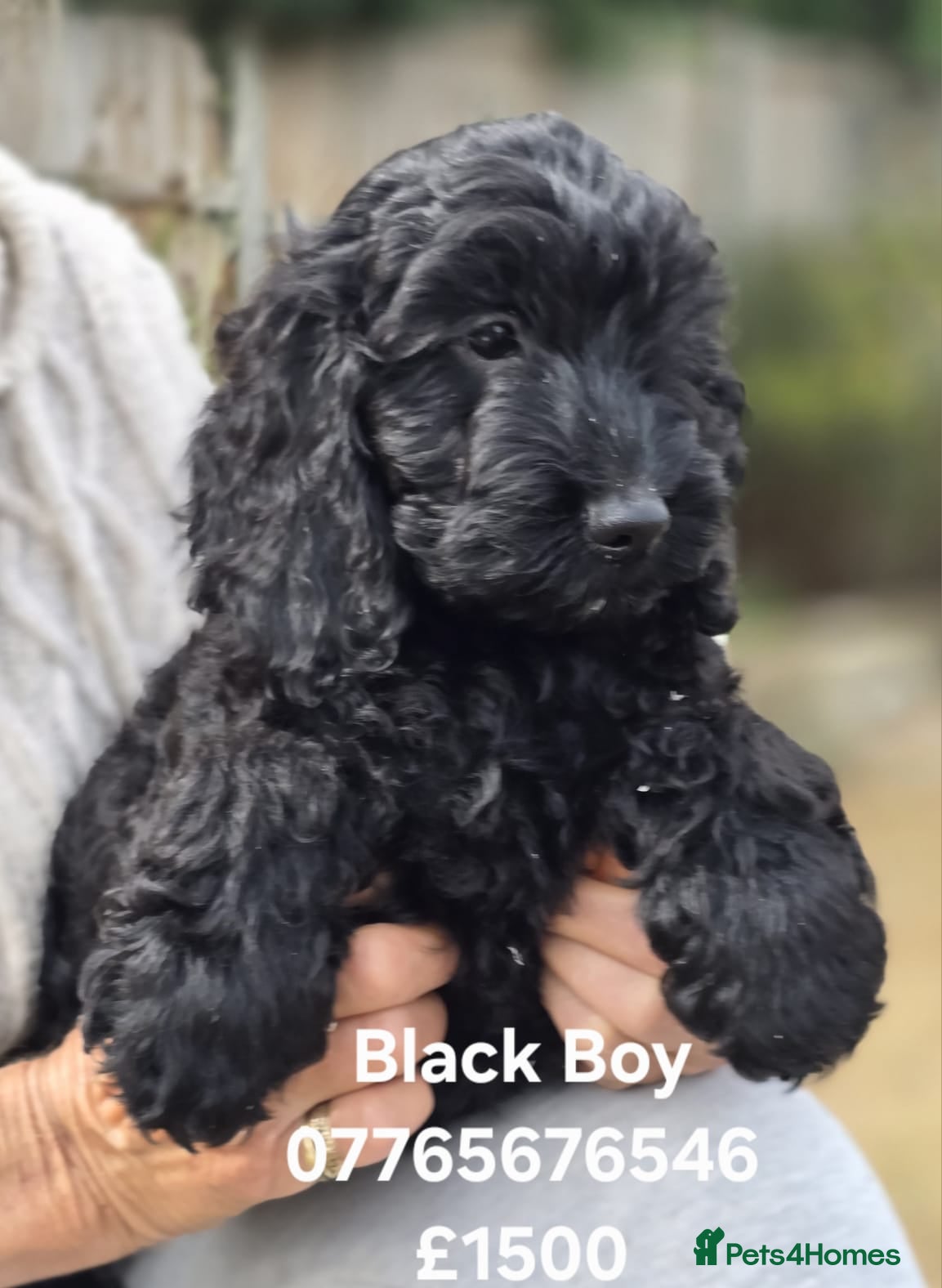 Cockapoo dogs F1 Cockapoo Puppies Ready To Go Domestic Licence - Advert 2