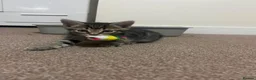 Mixed Breed cats for sale: 2 stunning kittens for sale - Advert 6