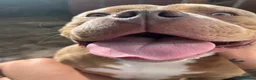Mixed Breed dogs for sale: Standard Bully in Bolton - Advert 3