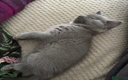 British Shorthair cats for sale: Cutie British Short Hair kittens  - Image 7