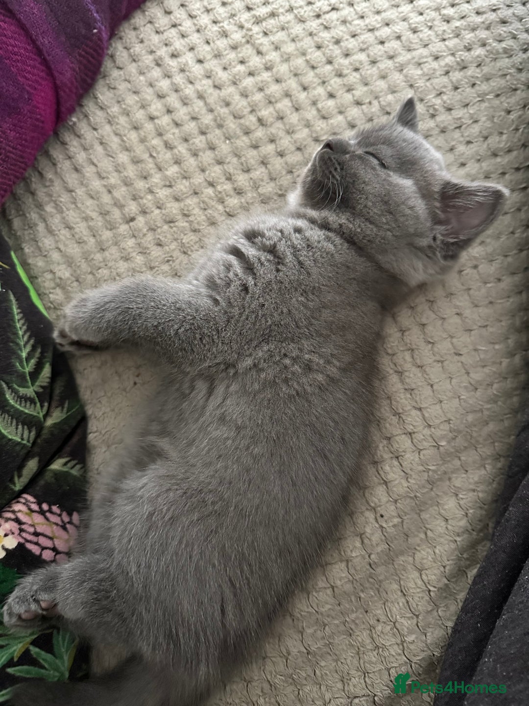 British Shorthair cats for sale: Cutie British Short Hair kittens  - Image 7