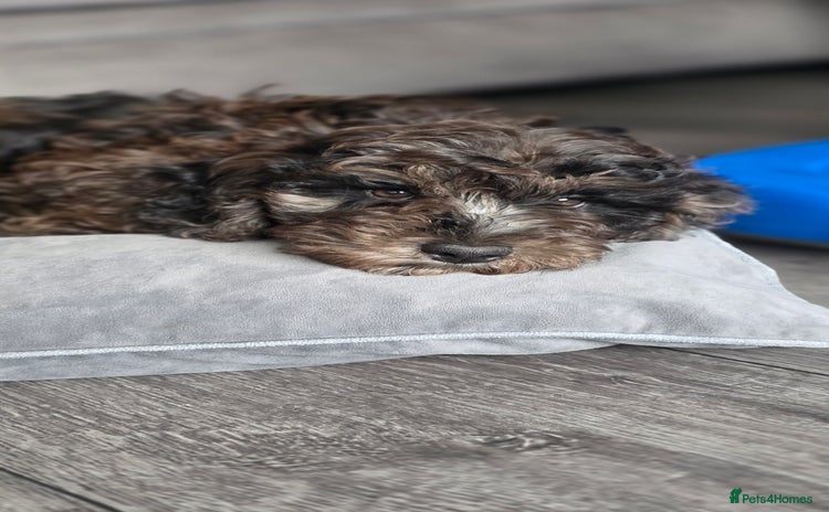Cockapoo dogs - Advert 1