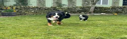 Bernedoodle dogs for sale: F1 Bernedoodle Puppies  - Advert 33