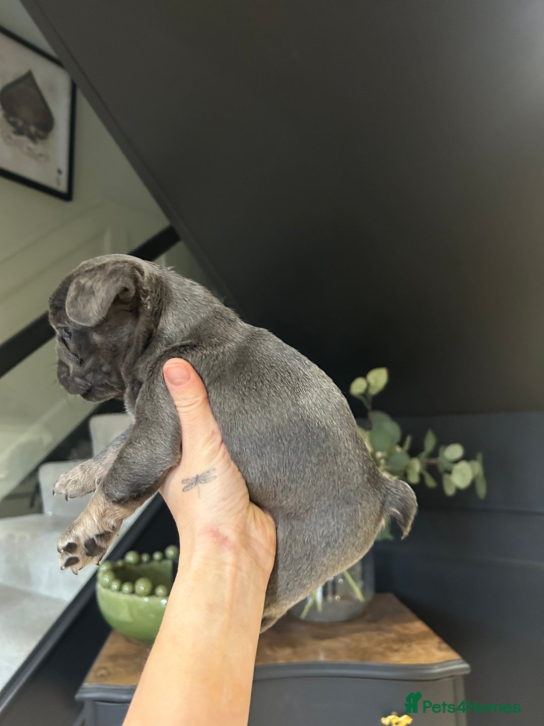 French Bulldog dogs for sale: French bulldog pups  - Advert 5