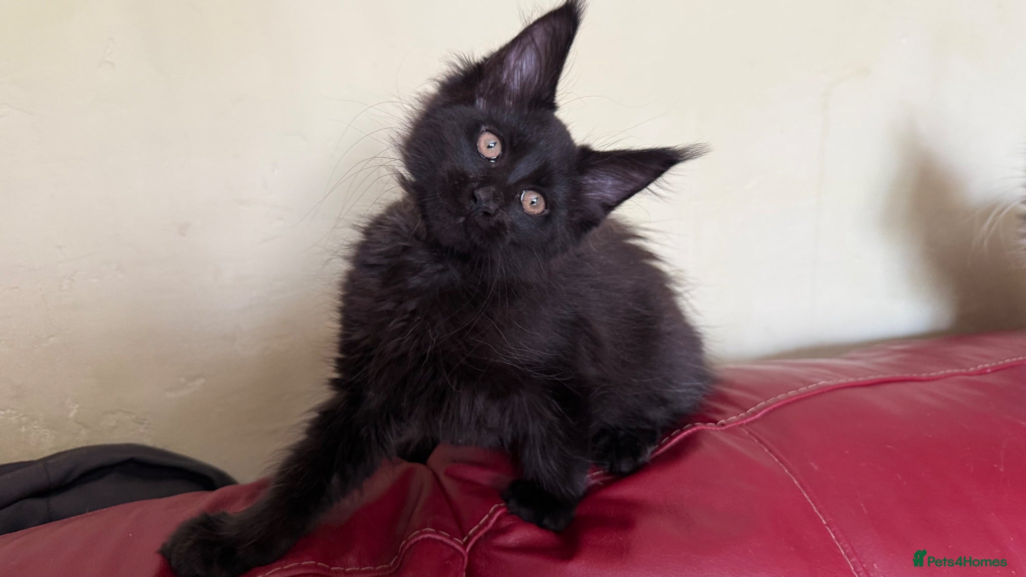 Maine Coon cats Maine coon kittens registered with GCCF - Advert 12