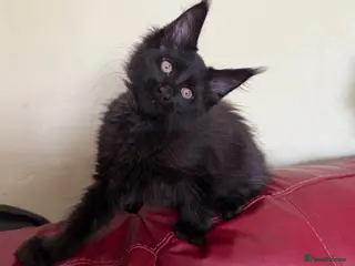 Maine Coon cats Maine coon kittens registered with GCCF - Advert 12