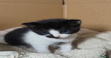 British Longhair cats - Advert 5