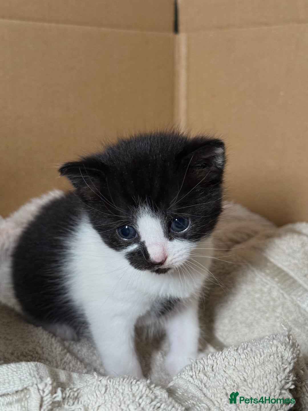 British Longhair cats for sale: Kittens for sale! - Image 3