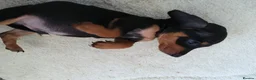 Miniature Dachshund dogs for sale:  boy dachshund Puppie ready to leave  - Advert 10