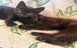 Domestic Shorthair cats for sale: 2 beautiful black and brown kittens  - Image 1