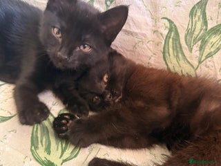 Domestic Shorthair cats - Advert 8