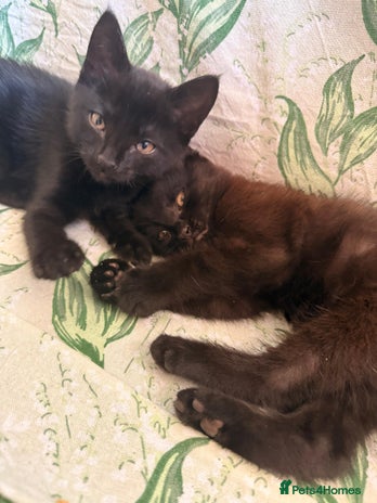 Domestic Shorthair cats - Advert 39