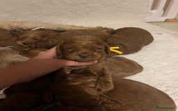 Mini Goldendoodle dogs for sale: Top Quality Miniature Goldendoodle puppies - Image 4