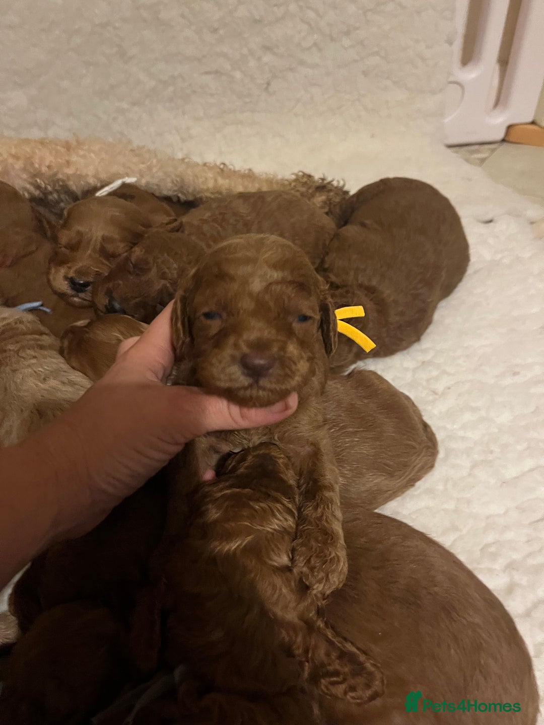 Mini Goldendoodle dogs for sale: Top Quality Miniature Goldendoodle puppies - Image 4