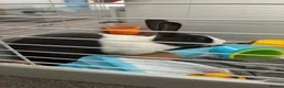 Dutch rabbits for sale: Thumper  - Advert 3