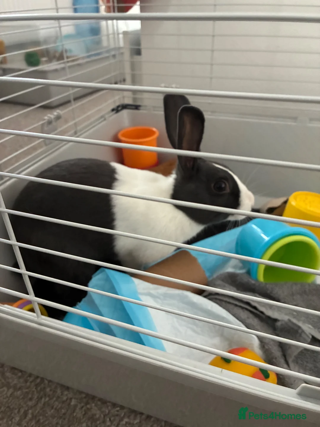Dutch rabbits for sale: Thumper  - Advert 3