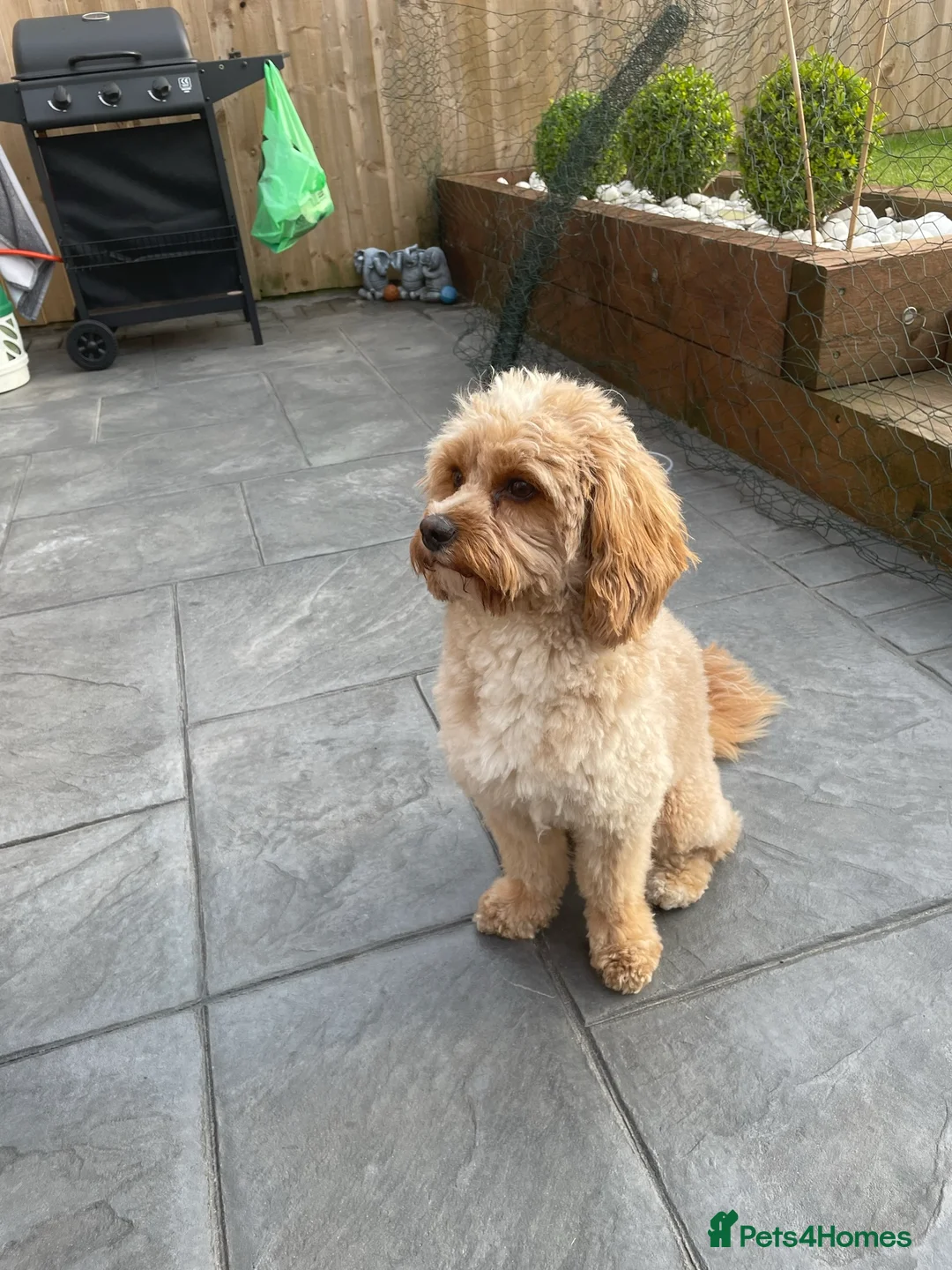 Cavapoo dogs for stud: Proven Toy Cavapoo Stud Extensively Health Checked in Preston - Advert 9