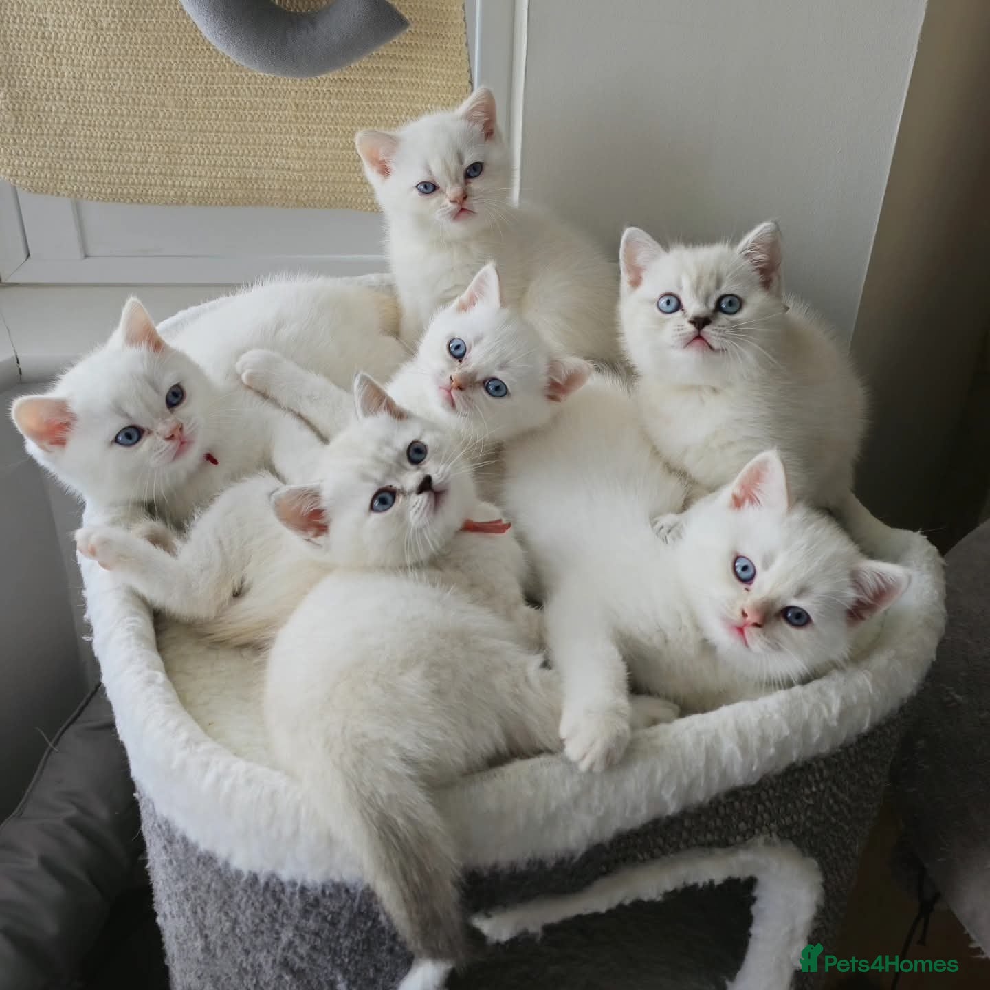 British Shorthair cats Rare BSH Colourpointed kittens - Advert 6