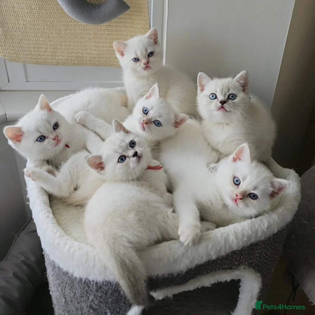 British Shorthair cats for sale: Rare BSH Colourpointed kittens - Advert 1