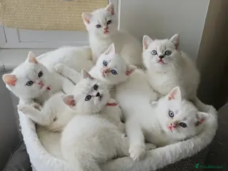 British Shorthair cats Rare BSH Colourpointed kittens - Advert 1