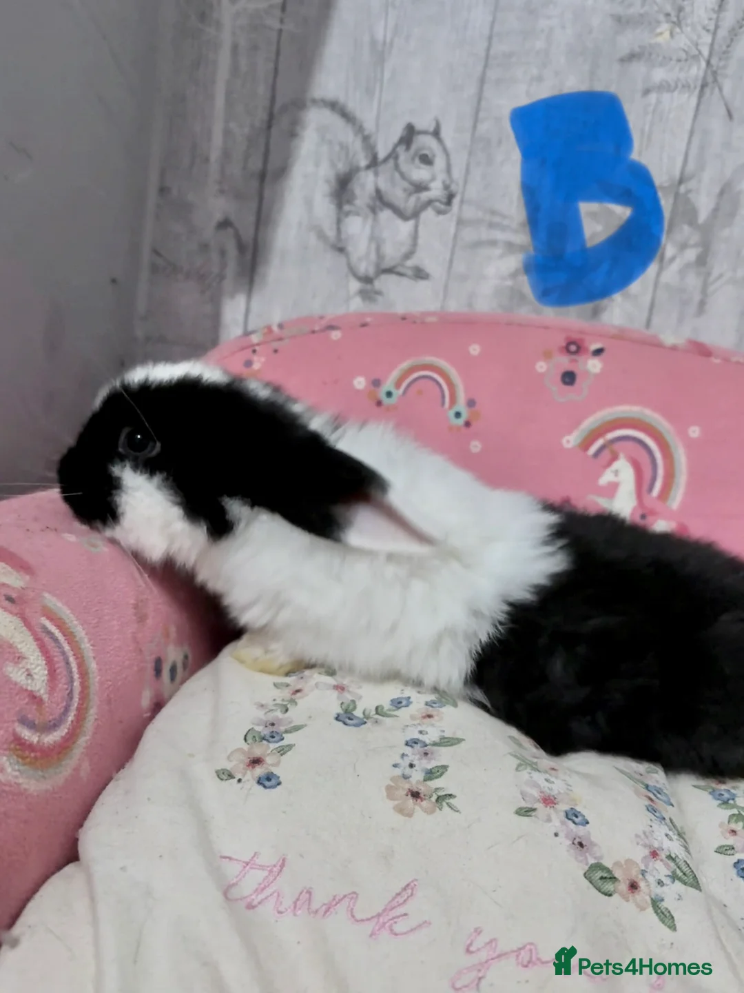 Mini Lop rabbits for sale: Mini lop babies 🐰  - Advert 8