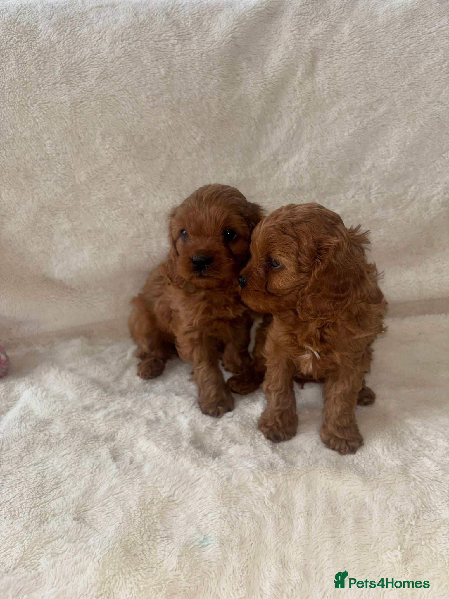 Cavapoo dogs F1 Toy Cavapoo puppies - Advert 6