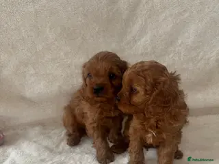 Cavapoo dogs F1 Toy Cavapoo puppies - Advert 1