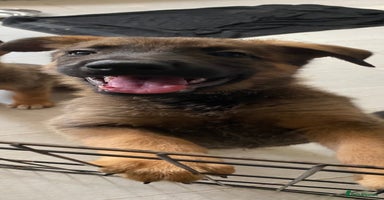 Mixed Breed dogs - Advert 16