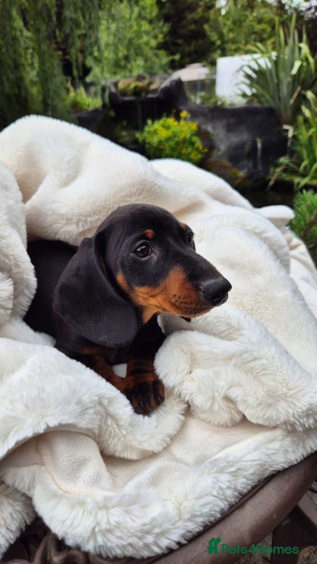 Miniature Dachshund dogs for sale: Ready Now Full Pedigree KC Reg Mini Dachshunds - Image 4