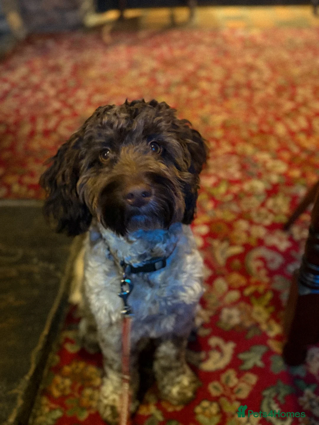 Cockapoo dogs for sale: Cockapoo for sale  - Advert 2