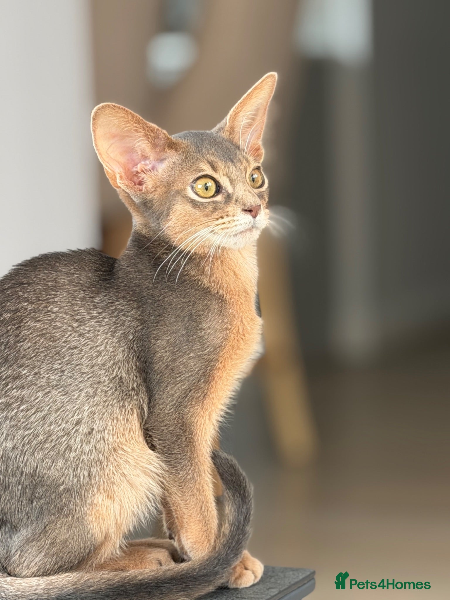 Abyssinian cats     Gorgeous kittens from champion parents 😽 - Advert 7