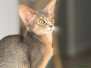 Abyssinian cats Gorgeous kittens from champion parents 😽 - Advert 7