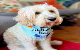 Australian Labradoodle dogs for stud: Proven extensively health tested gorgeous stud - Image 10