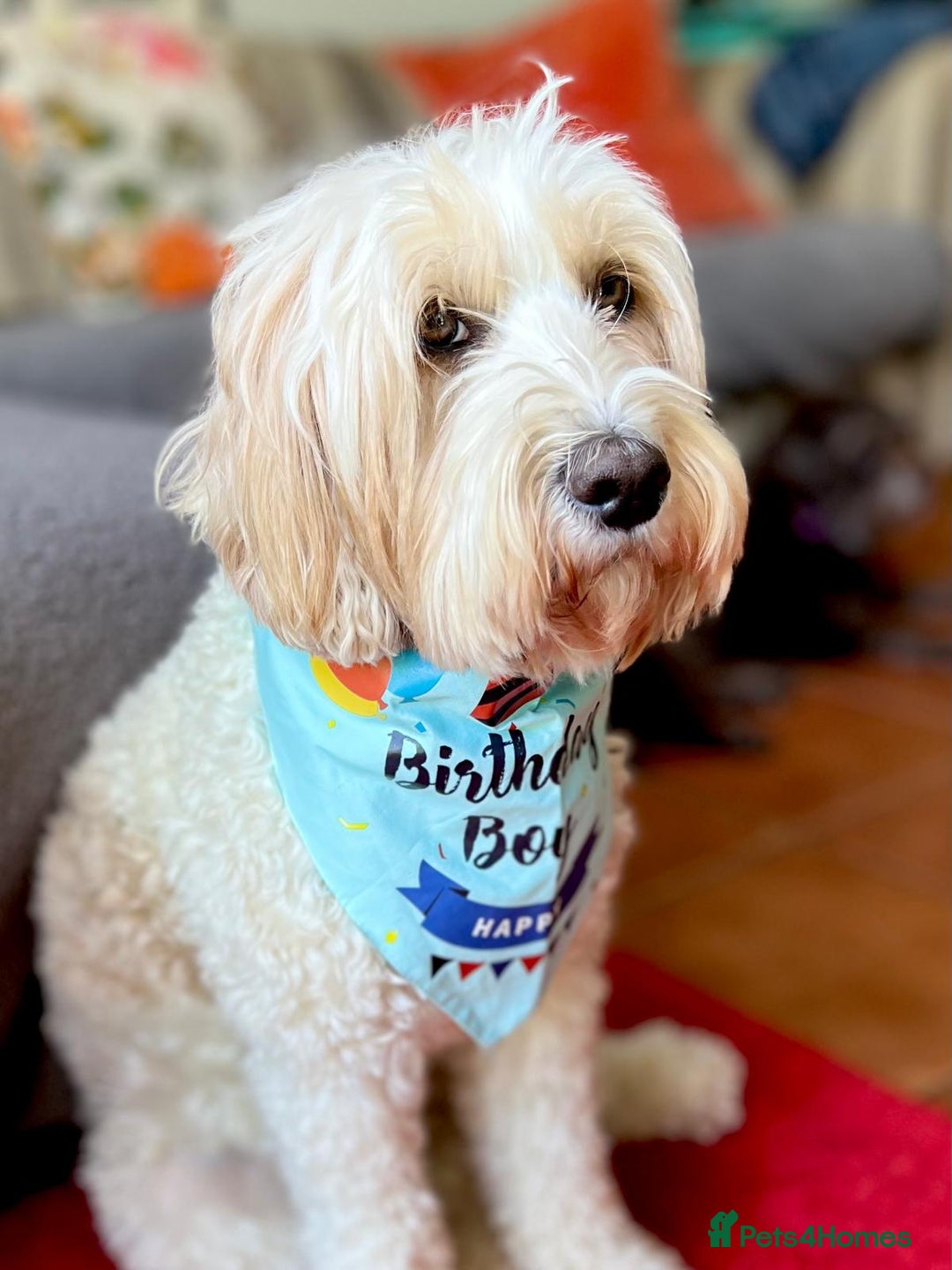 Australian Labradoodle dogs for stud: Proven extensively health tested gorgeous stud - Image 10