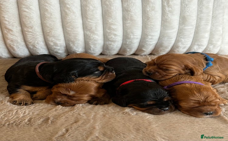 Cavalier King Charles Spaniel dogs - Advert 10