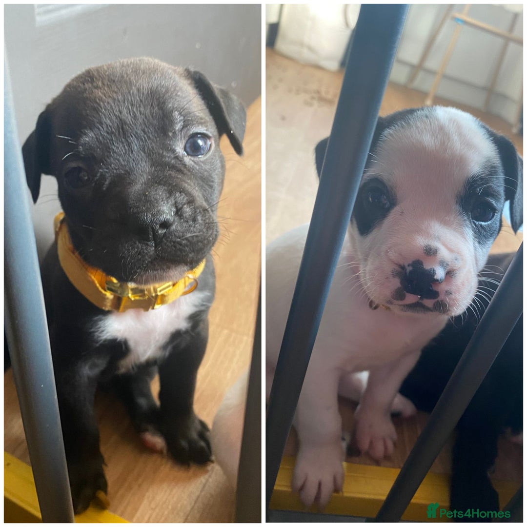 Mixed Breed dogs for sale: American bulldog X French bulldog - Image 1