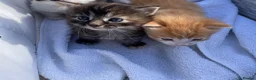 Maine Coon cats for sale: Maine coon X Rag Doll  2 Baby Girls Ready Now - Advert 3