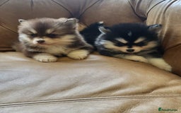 Pomsky dogs for sale:  toy size multi-generational pomsky puppies  - Image 10
