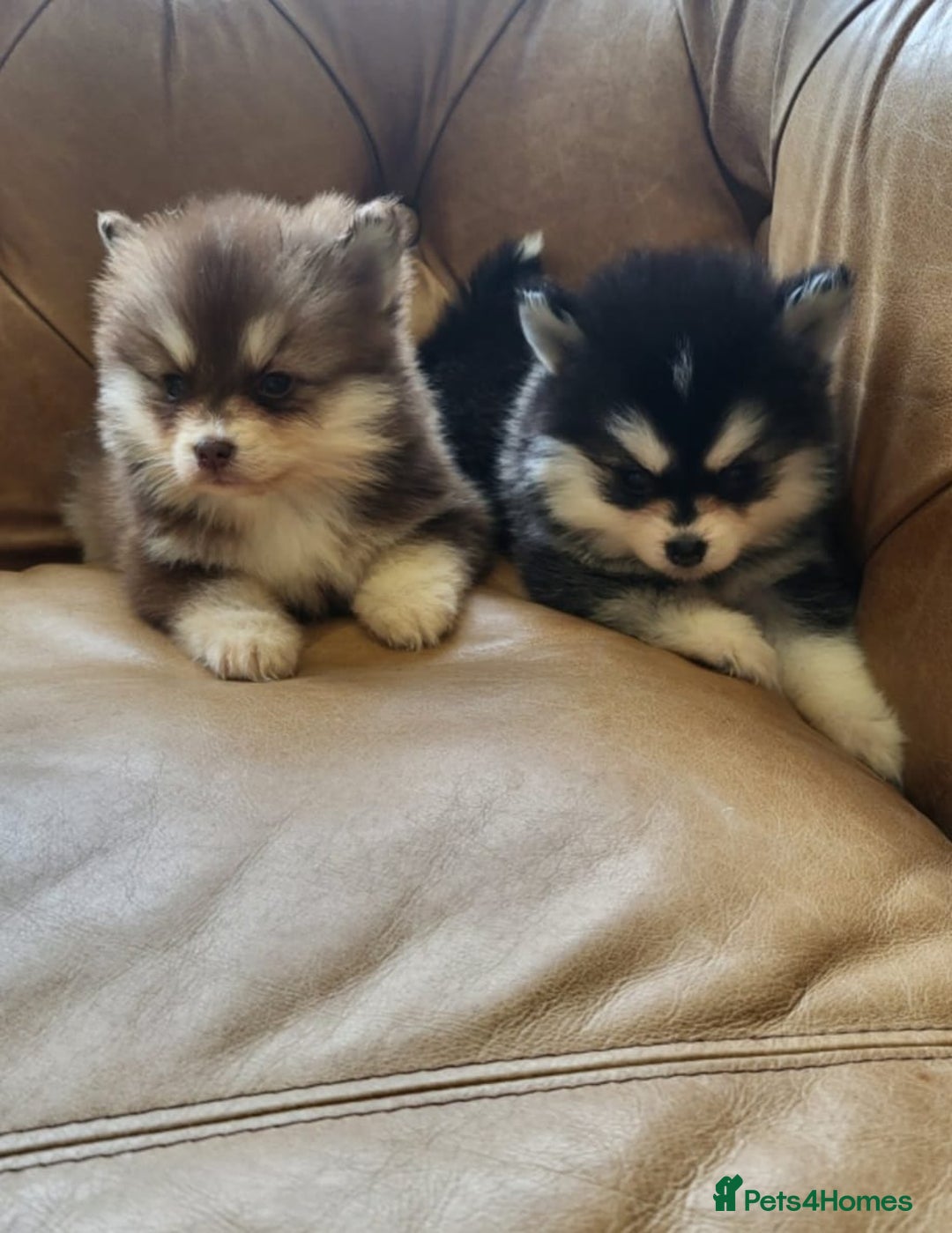 Pomsky dogs for sale:  toy size multi-generational pomsky puppies  - Image 10
