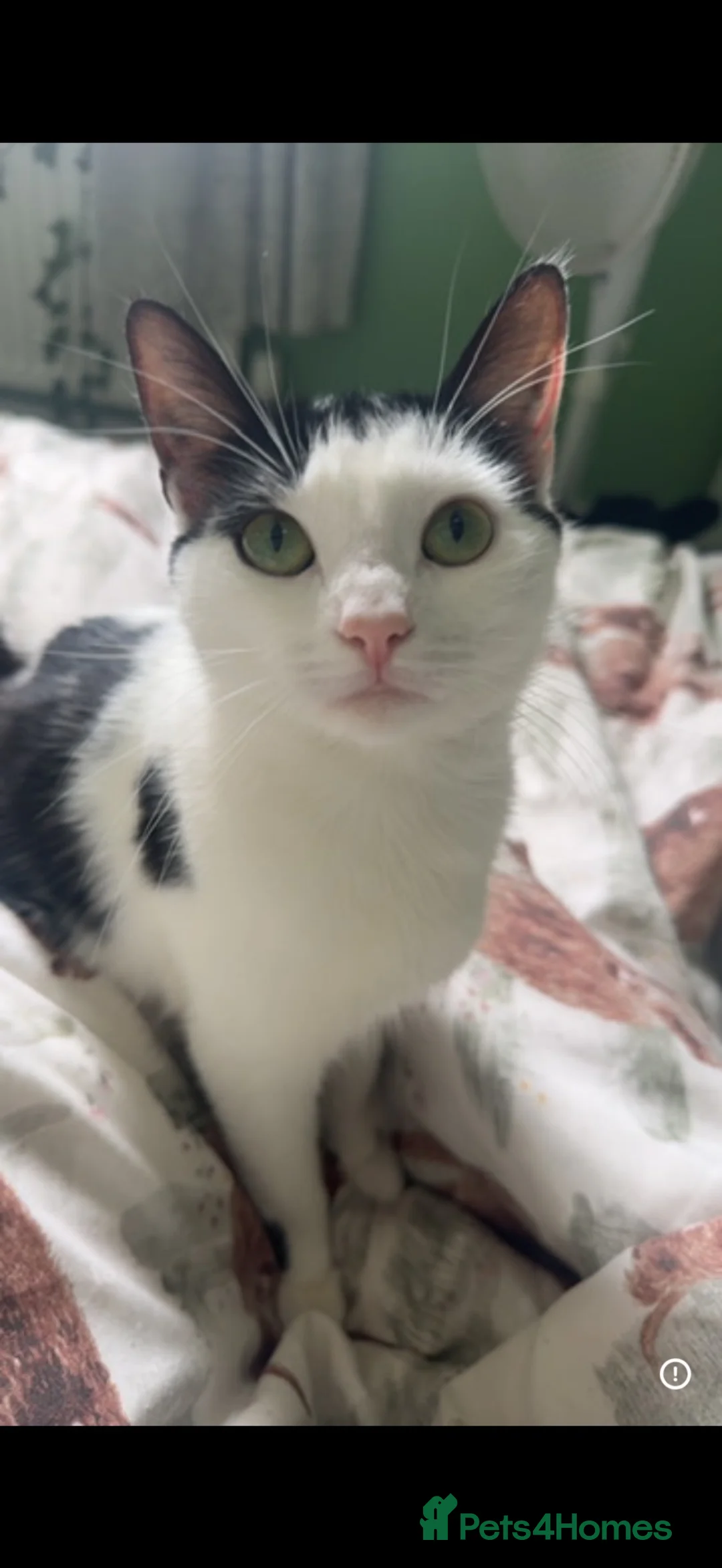 Mixed Breed cats for sale: Sweet Female For Adoption - Advert 2