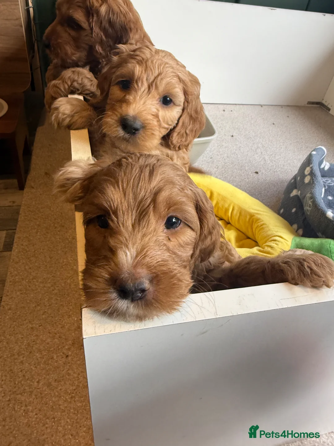 Australian Labradoodle dogs for sale: Australian x Irish doodle multi gen mix  - Advert 7