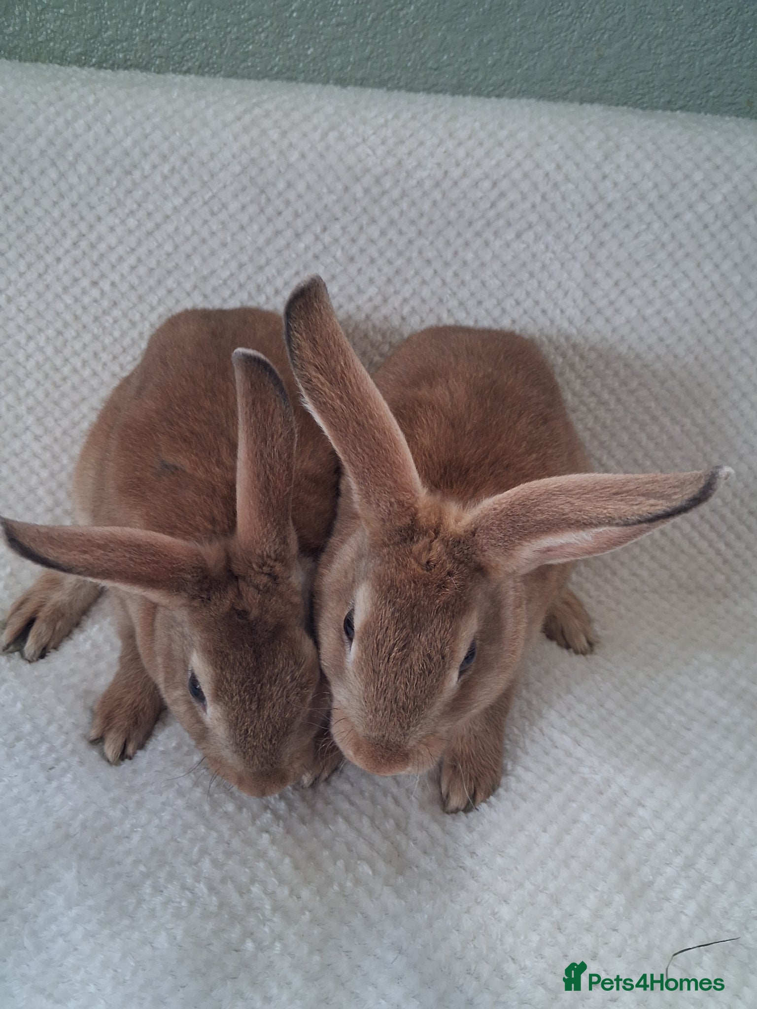 Rex rabbits Show quality mini rex babies.  - Advert 5