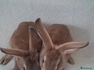 Rex rabbits Show quality mini rex babies. - Advert 5
