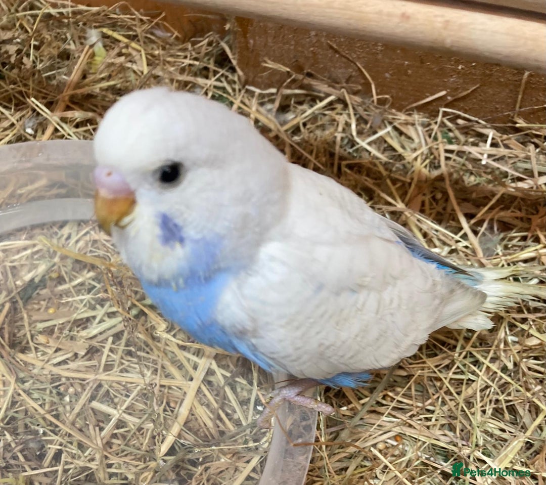 Budgerigars birds for sale: Beautiful baby budgies  - Image 5