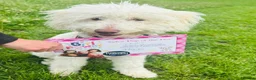 Bordoodle dogs for sale: F1b Bordoodle, DNA testing,full refund guarantee  - Advert 17