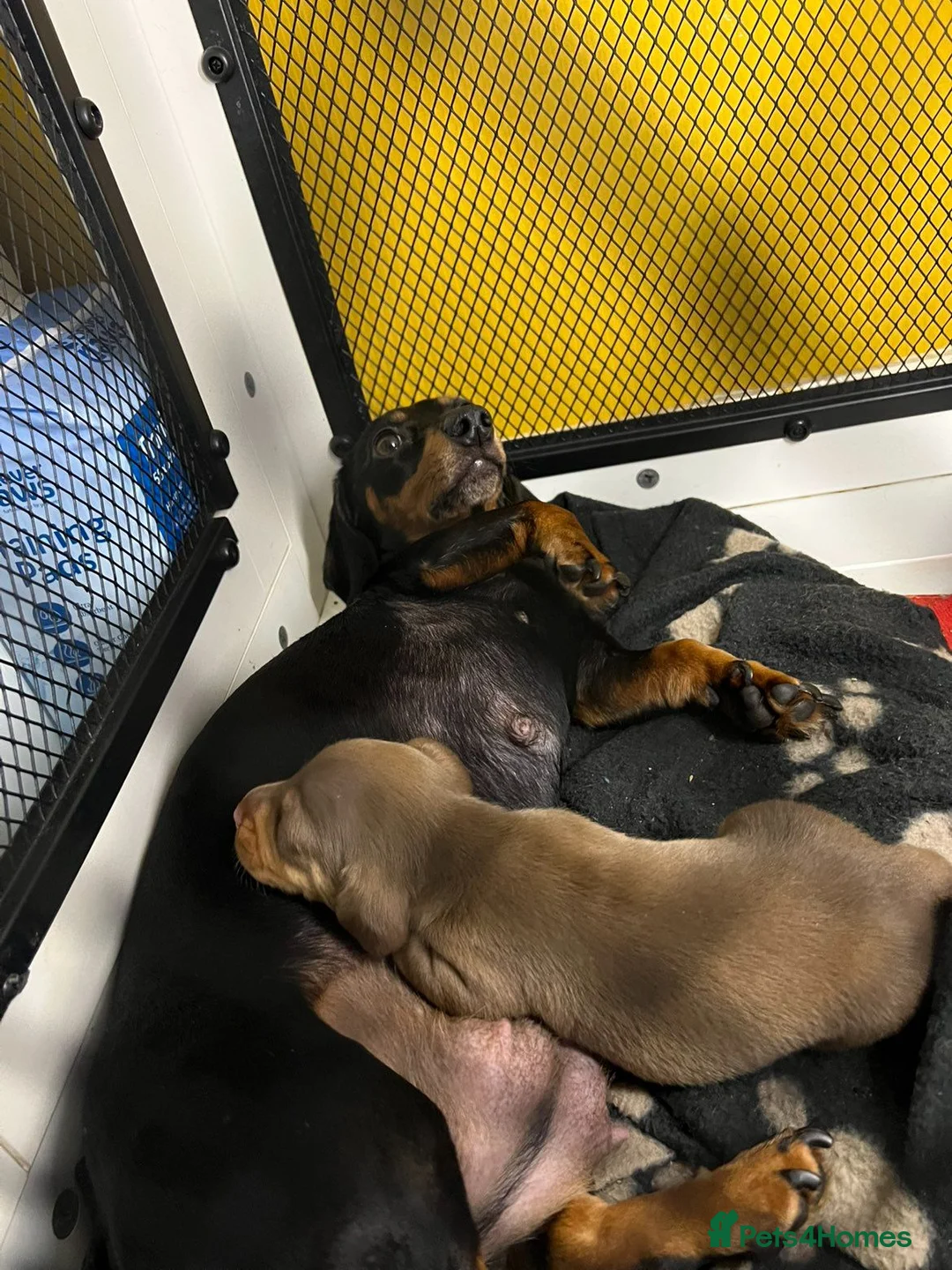 Dachshund dogs for sale: Mini Daxies home bred - Advert 2