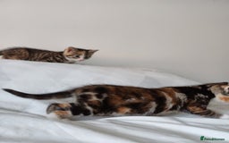 Mixed Breed cats for sale: Beautiful kittens - Image 8