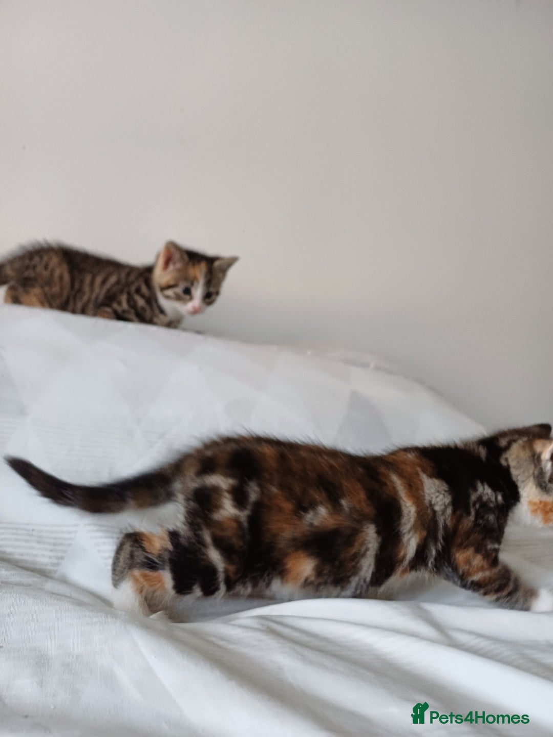 Mixed Breed cats for sale: Beautiful kittens - Image 8