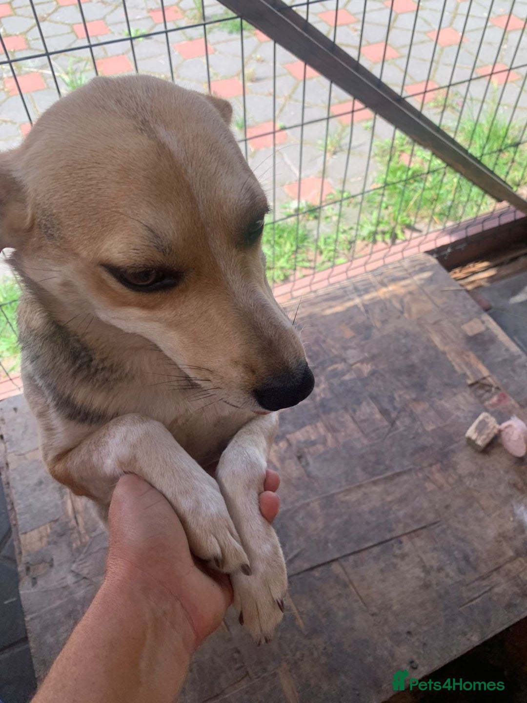 Mixed Breed dogs for adoption: 💖🐶 ROSITA 🐶💖 - Image 4