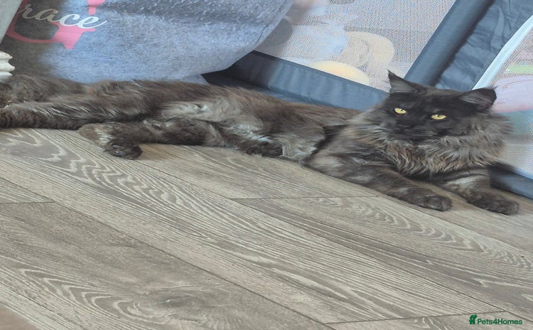Maine Coon cats in Heckmondwike - Advert 3